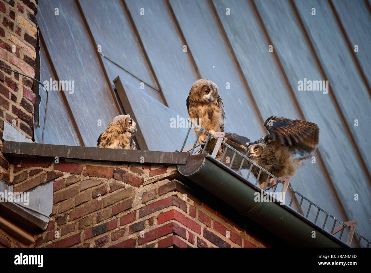 Eurasian eagle-owl (Bubo bubo), three youngster on a roof of a church Heinsberg, North Rhine-Westphalia, Germany Stock Photo