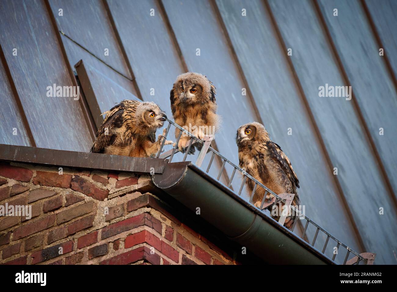 Eurasian eagle-owl (Bubo bubo), three youngster on a roof of a church Heinsberg, North Rhine-Westphalia, Germany Stock Photo