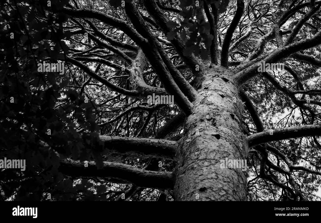 black and white image of a tree crown. Low angle shot Stock Photo - Alamy
