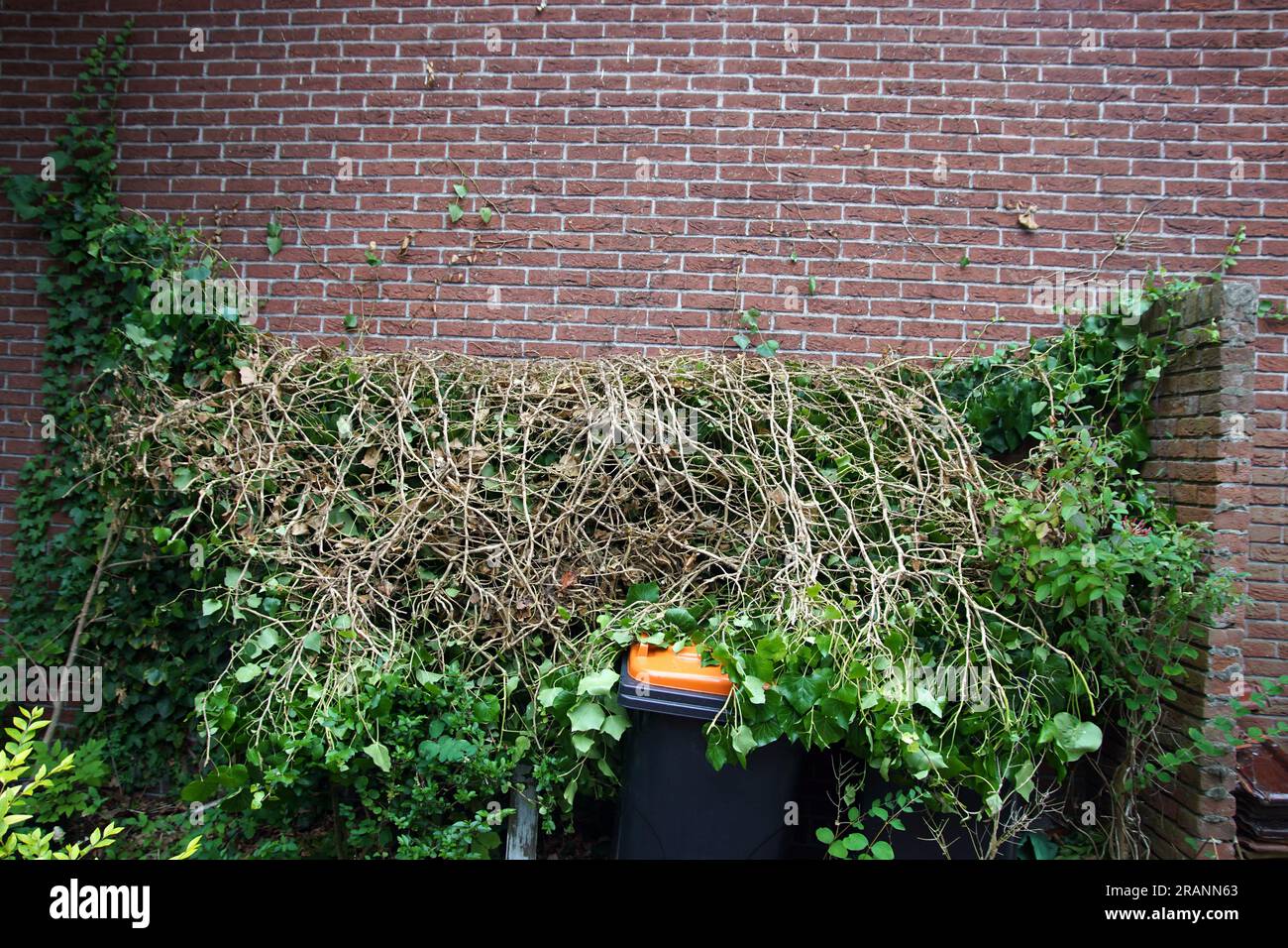 House with ivy, blown off the wall by a storm. Roots, Hedera helix