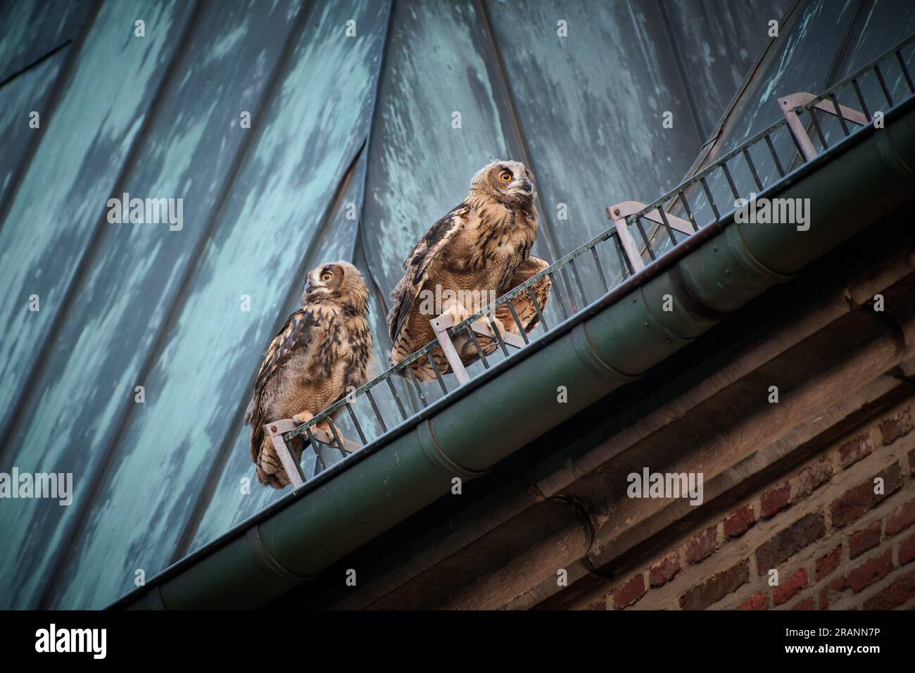 Eurasian eagle-owl (Bubo bubo), two youngster on a roof of a church Heinsberg, North Rhine-Westphalia, Germany Stock Photo