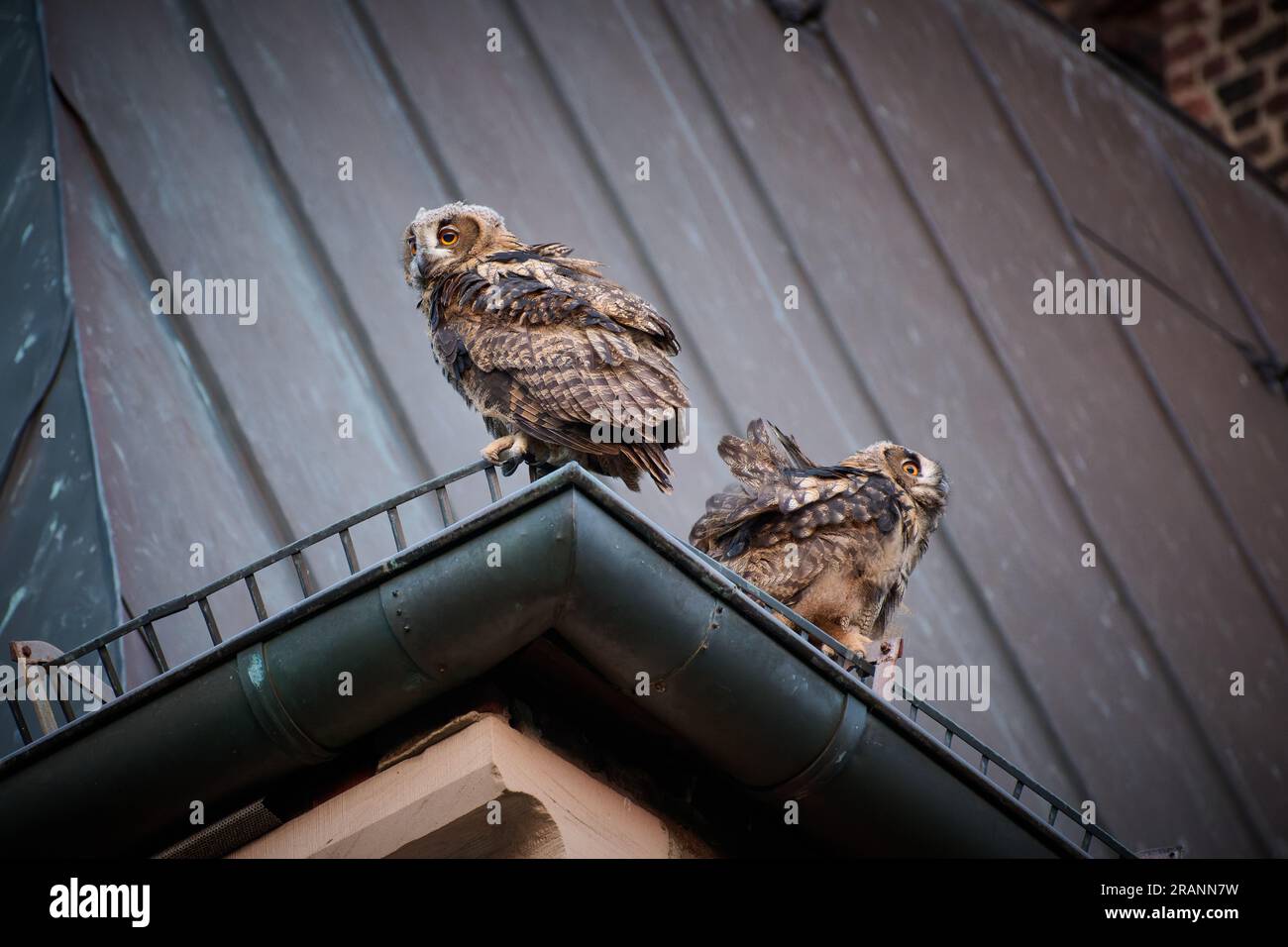 Eurasian eagle-owl (Bubo bubo), two youngster on a roof of a church Heinsberg, North Rhine-Westphalia, Germany Stock Photo