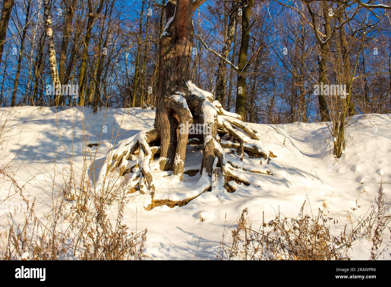 Roots in the slope hi-res stock photography and images - Alamy