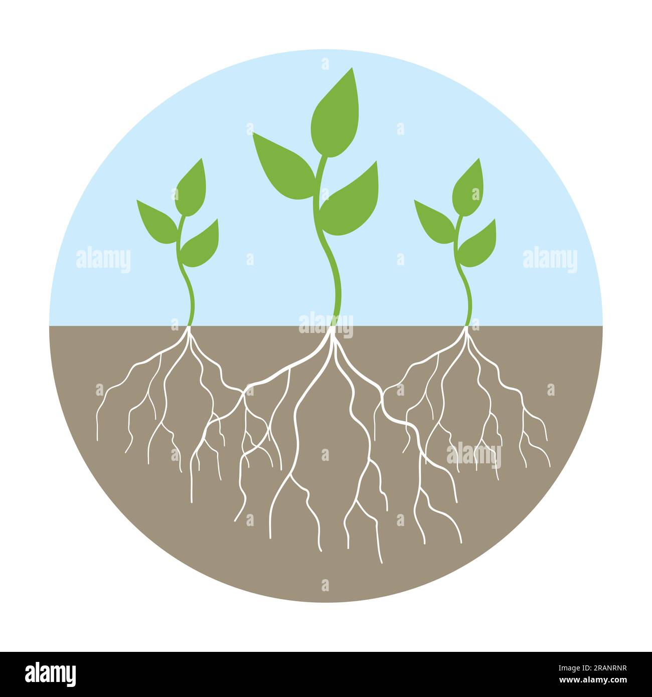 Graphic illustration of young trees with root Stock Vector