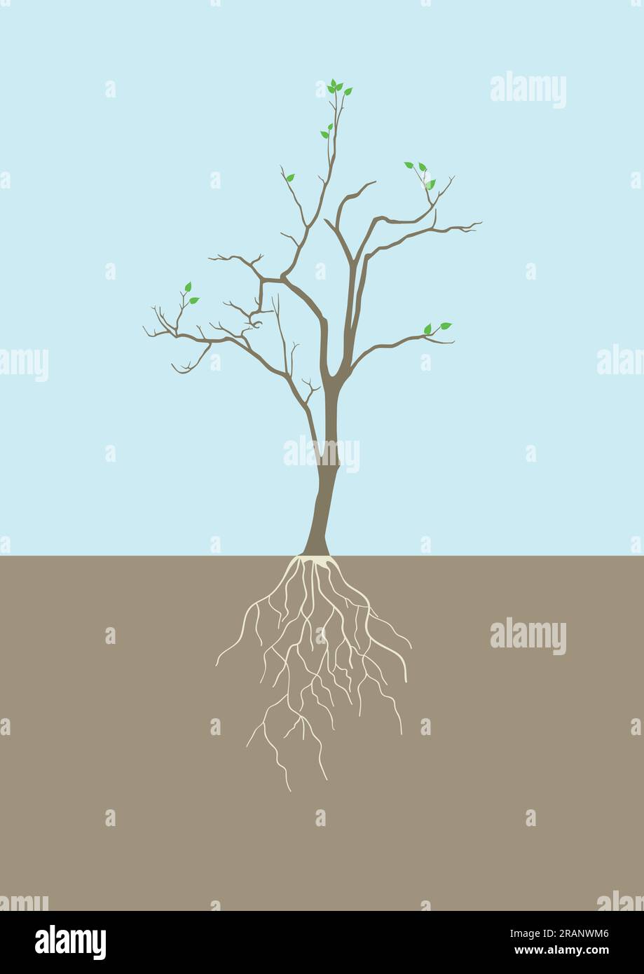 Graphic illustration of tree with root Stock Vector Image & Art - Alamy