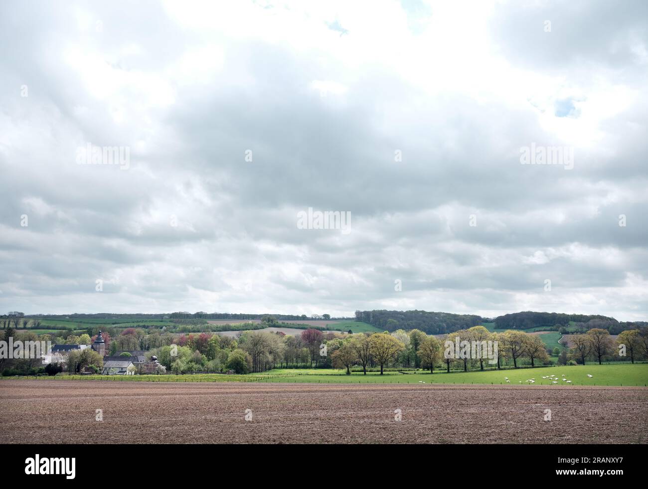 spring landscape with white cows near gulpen in dutch province of south limburg Stock Photo