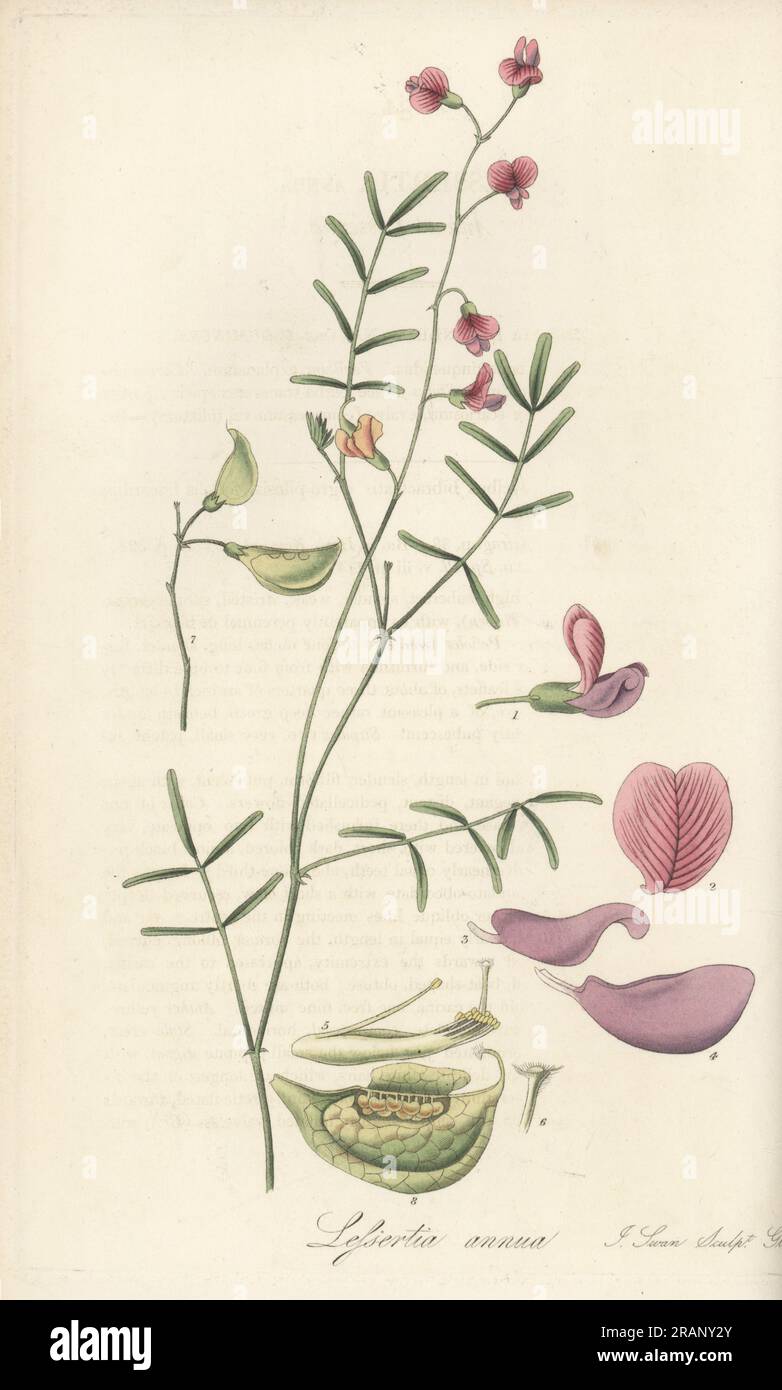 Annual lessertia, Lessertia annua or Colutea annua. Raised from seeds sent from the Cape of Good Hope, South Africa. Handcoloured copperplate engraving by Joseph Swan after a botanical illustration by William Jackson Hooker from his Exotic Flora, William Blackwood, Edinburgh, 1823-27. Stock Photo