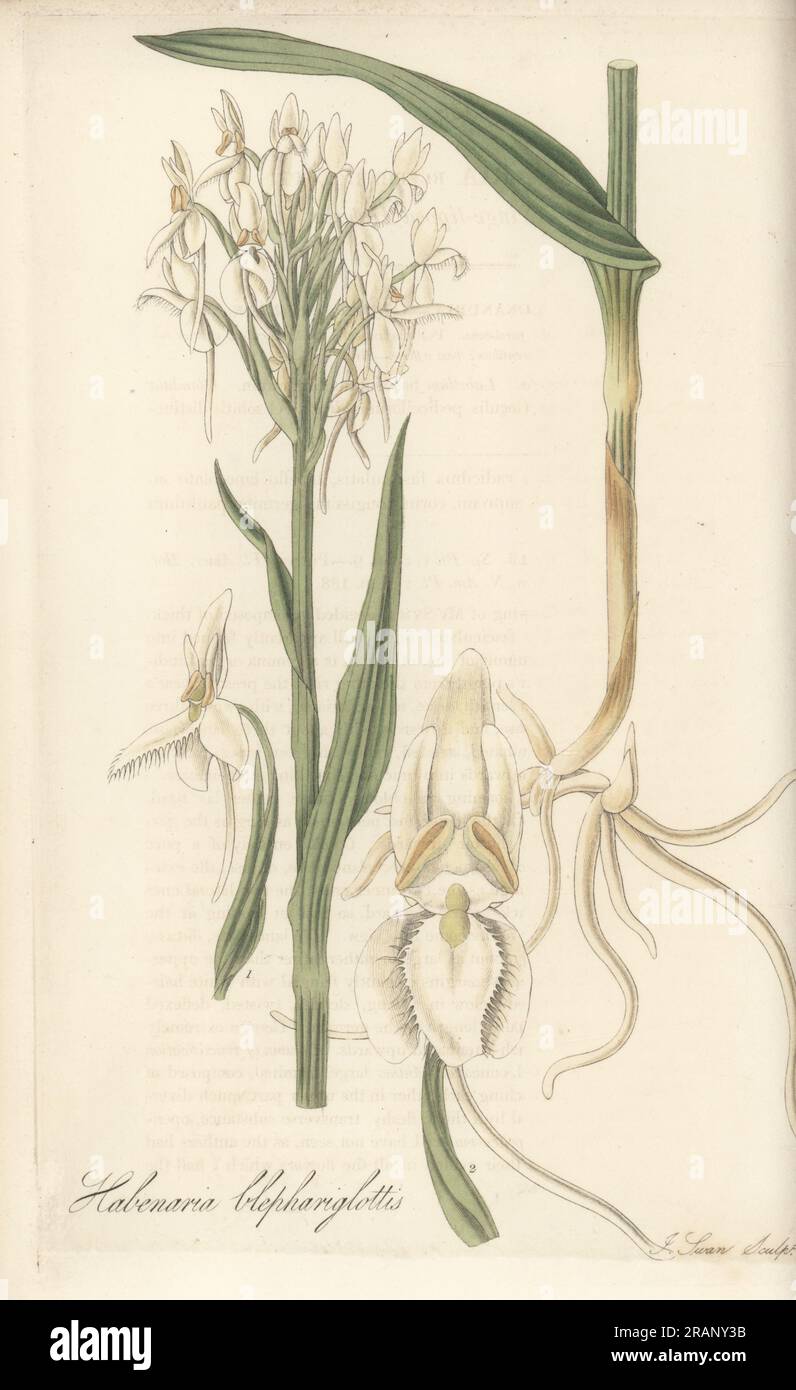 White fringed orchid or orchis, Platanthera blephariglottis. Introduced by Scottish botanist Christian Ramsay, Countess of Dalhousie, from Canada. White fringe-lipped habenaria, Habenaria blephariglottis. Handcoloured copperplate engraving by Joseph Swan after a botanical illustration by William Jackson Hooker from his Exotic Flora, William Blackwood, Edinburgh, 1823-27. Stock Photo