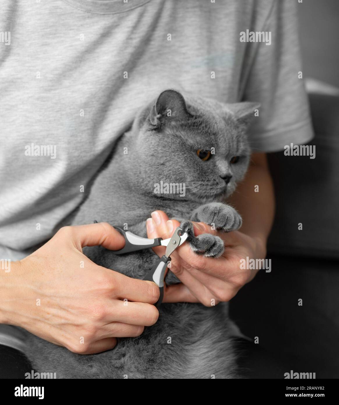 Cat nail trimming. The veterinarian trims the nails of a British breed cat. Pet care. The girl cuts the claws of a gray cat close-up. A tool for cutti Stock Photo