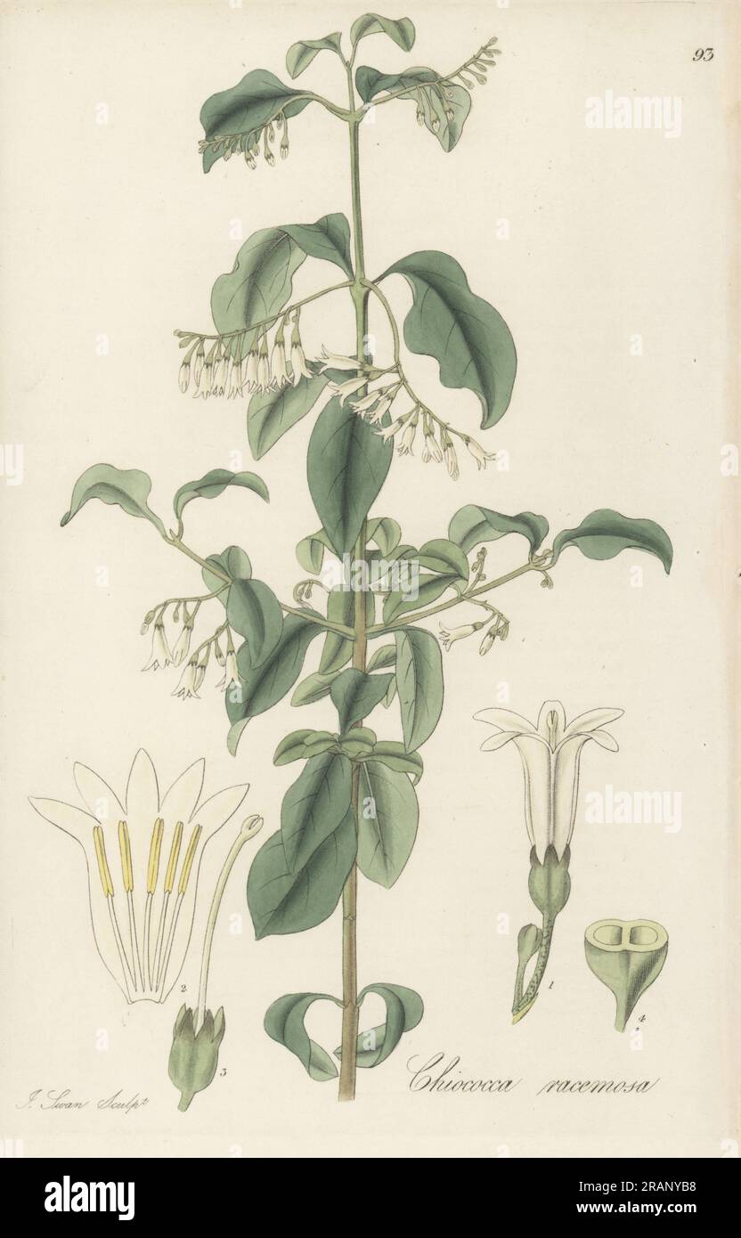 West Indian snowberry, David's milkberry, or cahinca, Chiococca alba. Native to Jamaica, St Domingo (Haiti) and Barbados, introduced by Dr William Sherard in 1729. Snow-berry bush, Chiococca racemosa. Handcoloured copperplate engraving by Joseph Swan after a botanical illustration by William Jackson Hooker from his Exotic Flora, William Blackwood, Edinburgh, 1823-27. Stock Photo