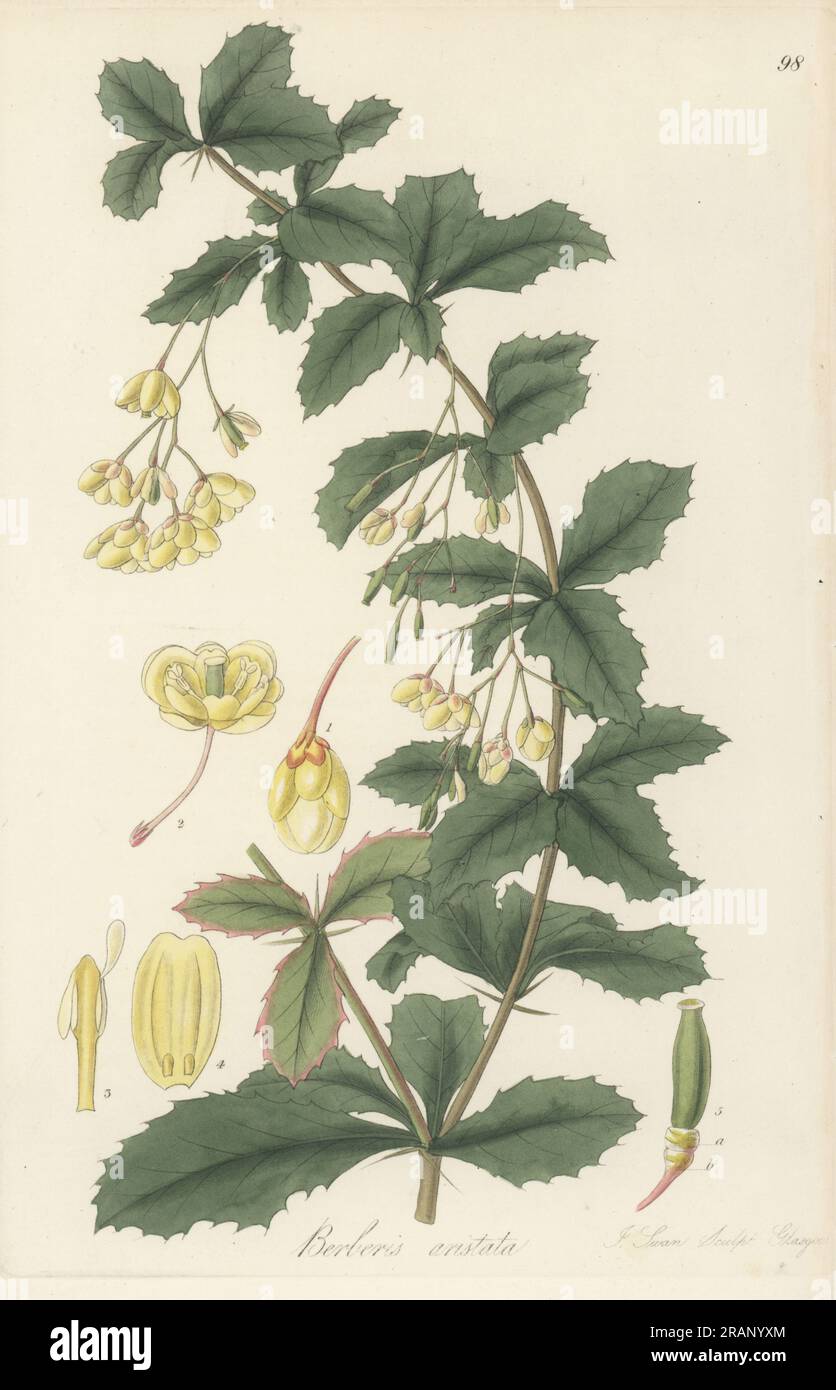 Indian barberry, mara manjal, chutro, sumbal, tree turmeric, or aristate barberry, Berberis aristata. Native to the Himalayas, seeds sent by Dr Nathaniel Wallich from Nepal, used in Ayurveda traditional medicine. Handcoloured copperplate engraving by Joseph Swan after a botanical illustration by William Jackson Hooker from his Exotic Flora, William Blackwood, Edinburgh, 1823-27. Stock Photo