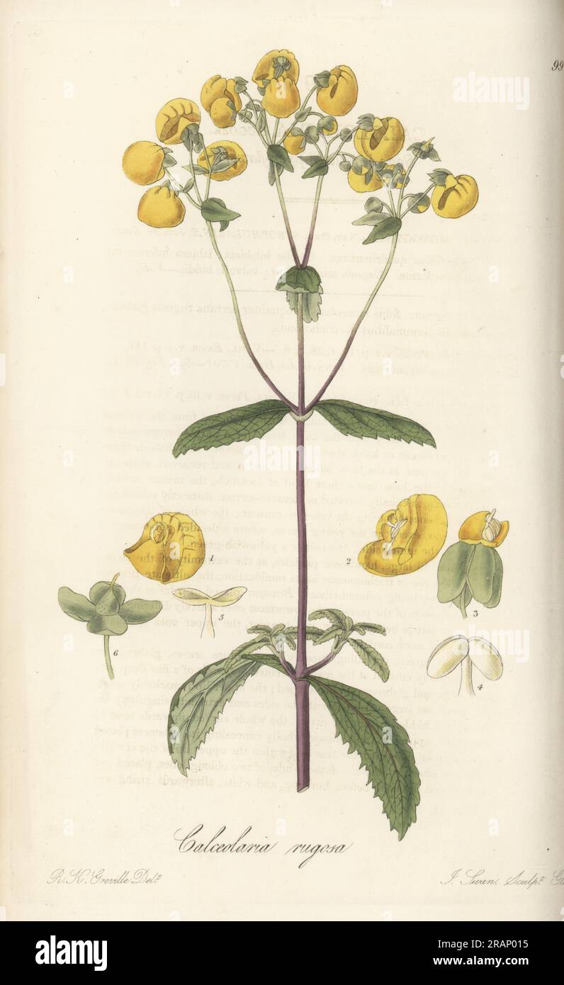 Lady's purse, slipper flower, pocketbook flower, or slipperwort, Calceolaria ascendens. Native to Chile, sent to the Glasgow Botanic Garden. Sage-leaved slipper-flower, Calceolaria rugosa. Handcoloured copperplate engraving by Joseph Swan after a botanical illustration by Robert Kaye Greville from William Jackson Hooker's Exotic Flora, William Blackwood, Edinburgh, 1823-27. Stock Photo
