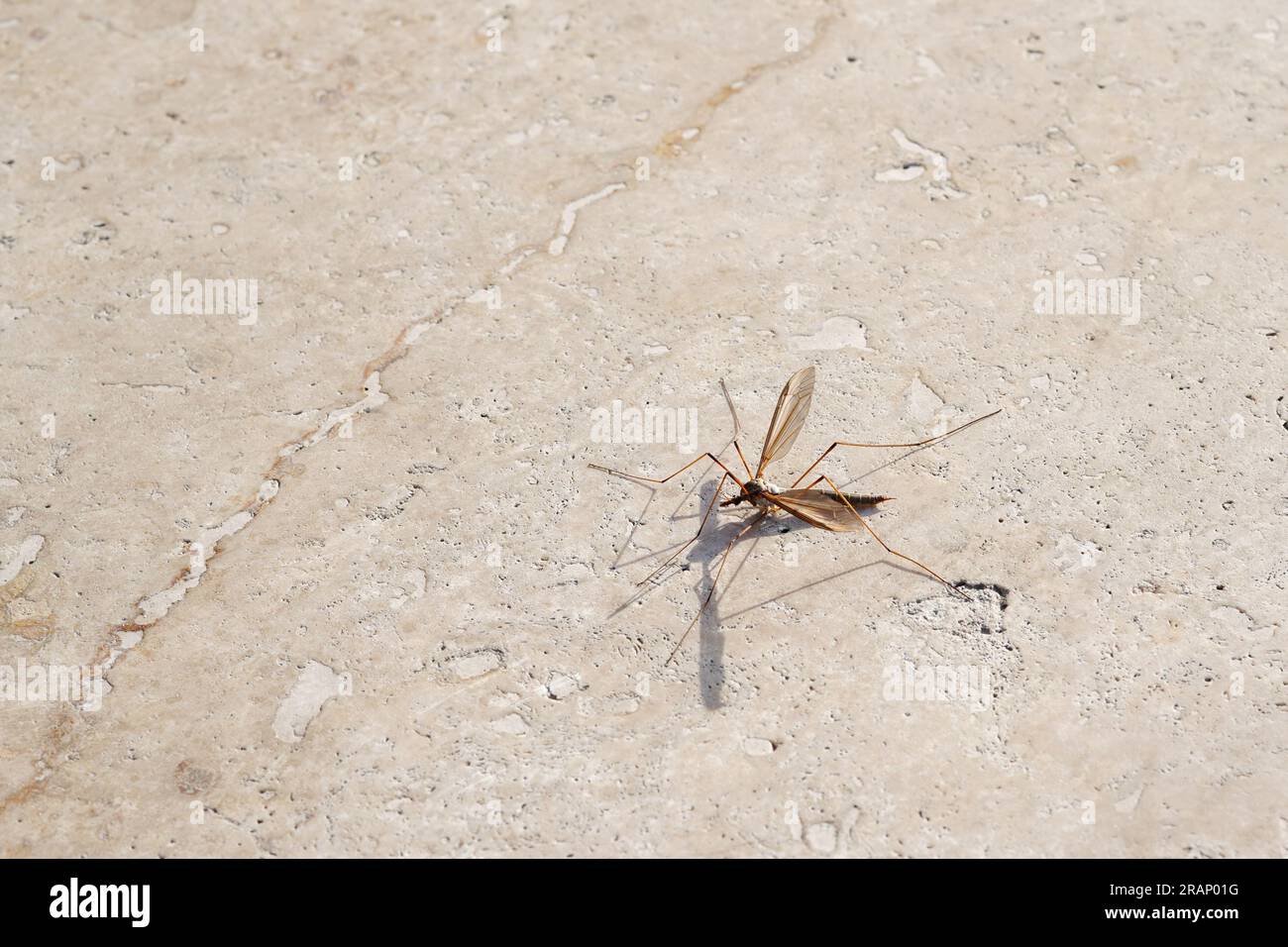 Big mosquito on light stone background. Large Crane Flies. Family Tipulidae Stock Photo