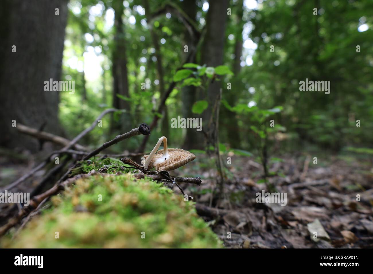 Brokem mushroom in the autumn forest , Stock Photo