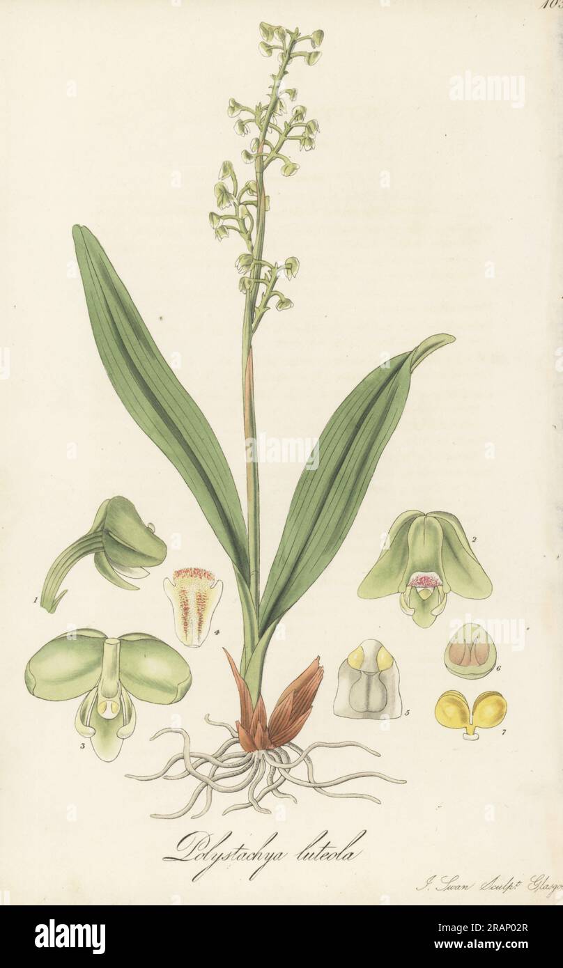 Greater yellowspike orchid, Polystachya concreta. Native to tropical Asia, America and Africa, and sent from the East Indies by plant hunter Dr Nathaniel Wallich. Pale-flowered polystachya, Polystachya luteola. Handcoloured copperplate engraving by Joseph Swan after a botanical illustration by William Jackson Hooker from his Exotic Flora, William Blackwood, Edinburgh, 1823-27. Stock Photo