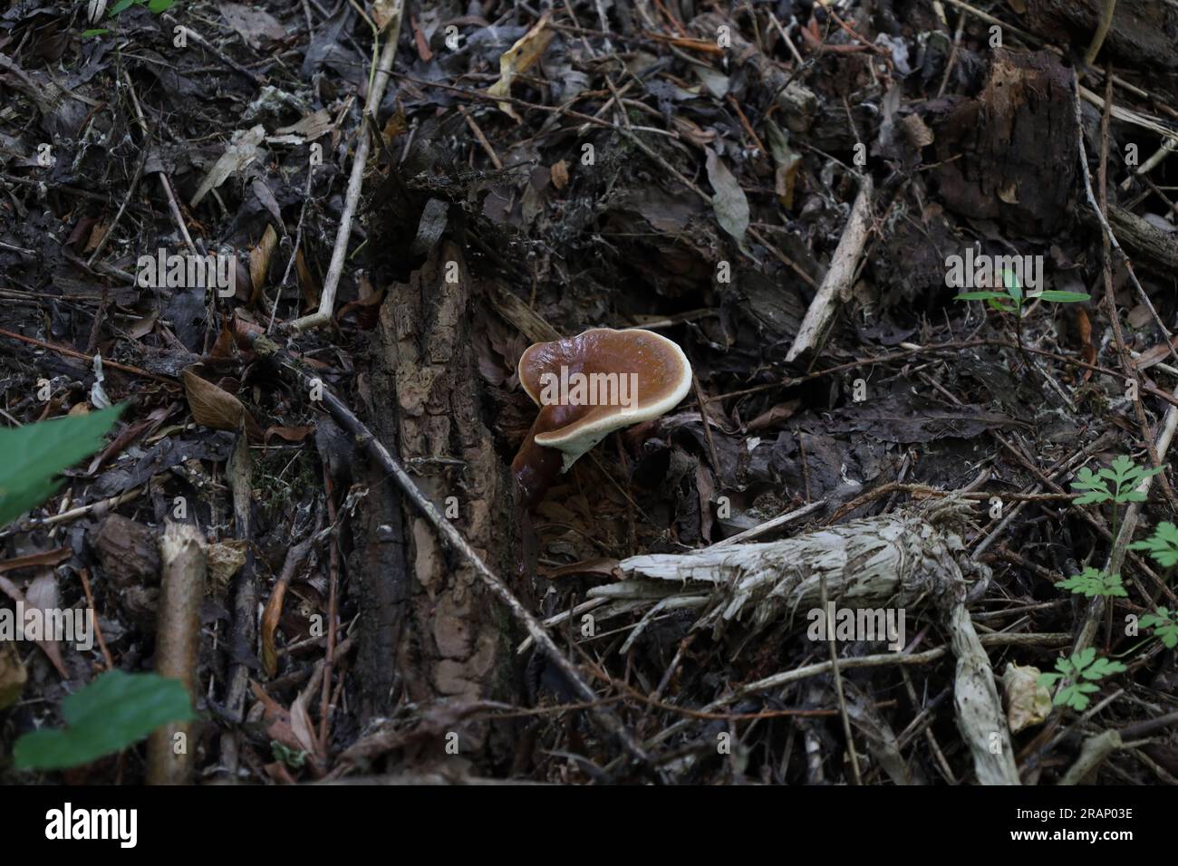 Ganoderma sessile in the autumn forest, fresh fungus in the woods Stock Photo