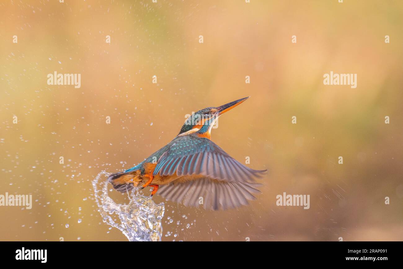 The kingfisher exiting the water BEDFORDSHIRE, ENGLAND STUNNING IMAGES taken by a dogwalker show a kingfisher smashing into water as it homed in on it Stock Photo