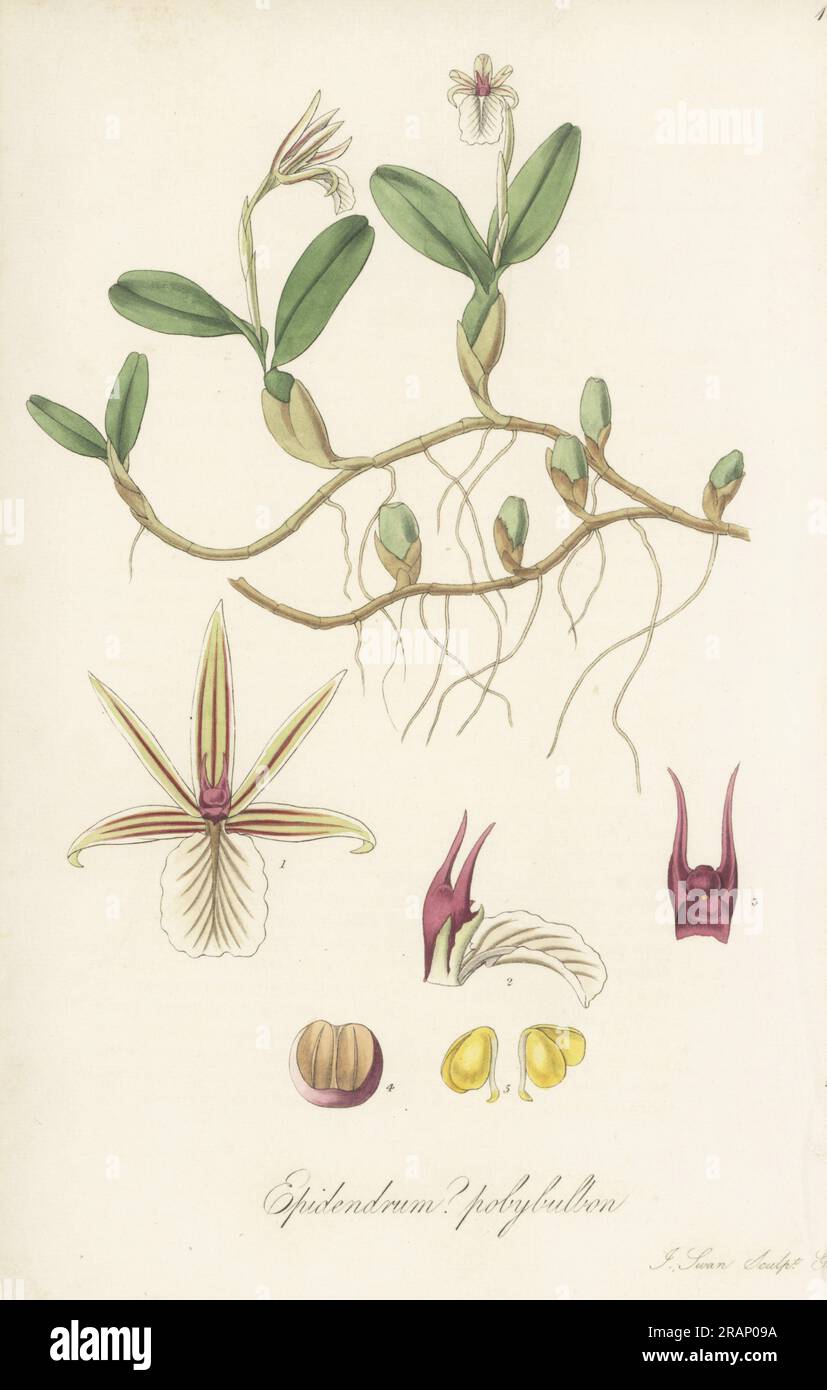 Dinema polybulbon orchid. Native to Mexico, Central America and the Caribbean, introduced by plantation owner Charles Horsfall from Jamaica. Horsfall owned 69 enslaved people on the Knowsley and New Hope Estates. Bulb-bearing epidendrum, Epidendrum? polybulbon. Handcoloured copperplate engraving by Joseph Swan after a botanical illustration by William Jackson Hooker from his Exotic Flora, William Blackwood, Edinburgh, 1823-27. Stock Photo