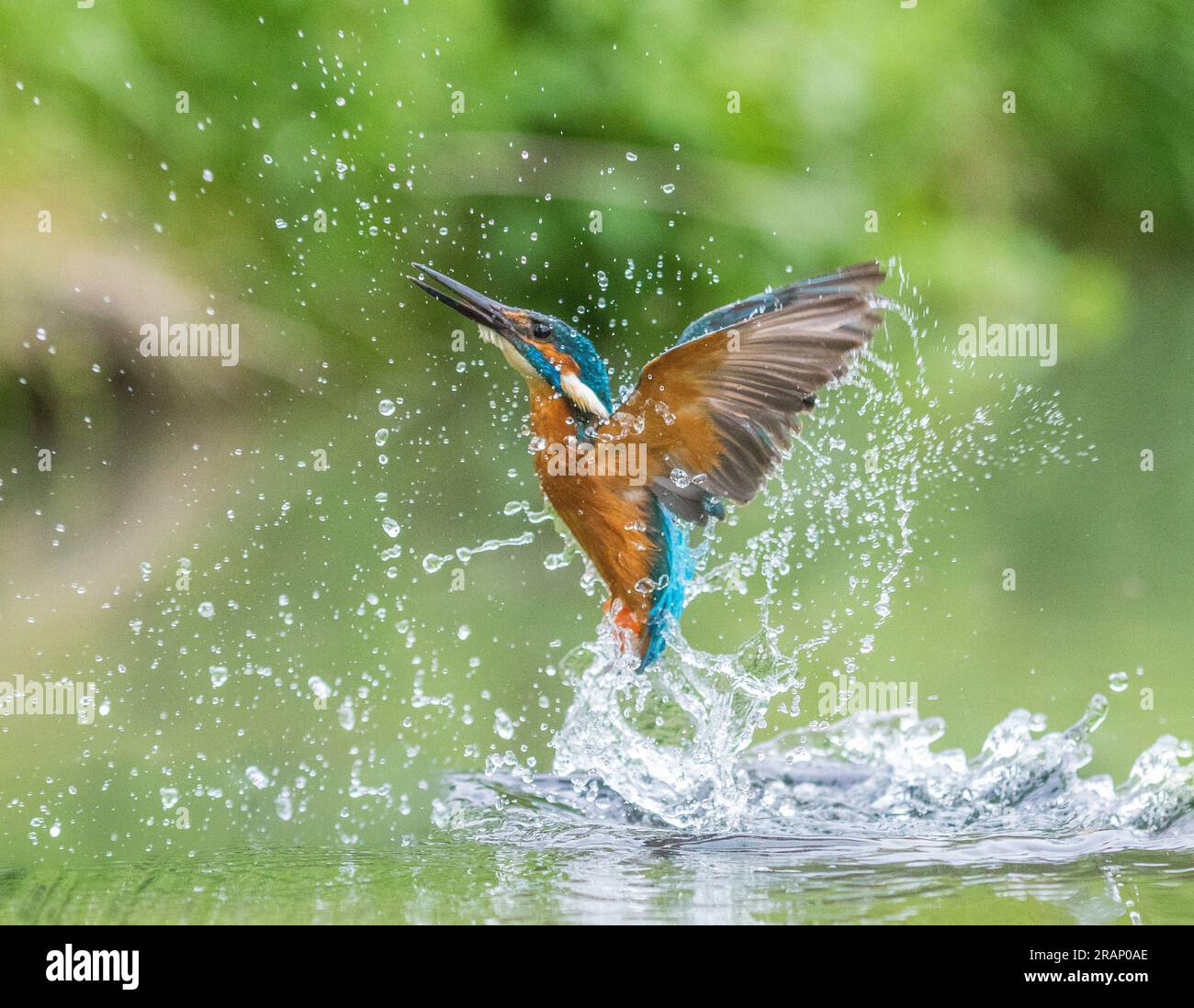 The kingfisher emerging from a dive BEDFORDSHIRE, ENGLAND STUNNING IMAGES taken by a dogwalker show a kingfisher smashing into water as it homed in on Stock Photo