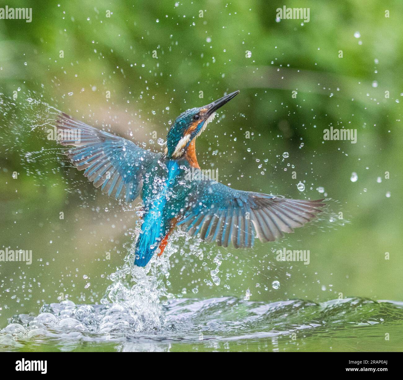 The kingfisher stirs up the water BEDFORDSHIRE, ENGLAND STUNNING IMAGES taken by a dogwalker show a kingfisher smashing into water as it homed in on i Stock Photo