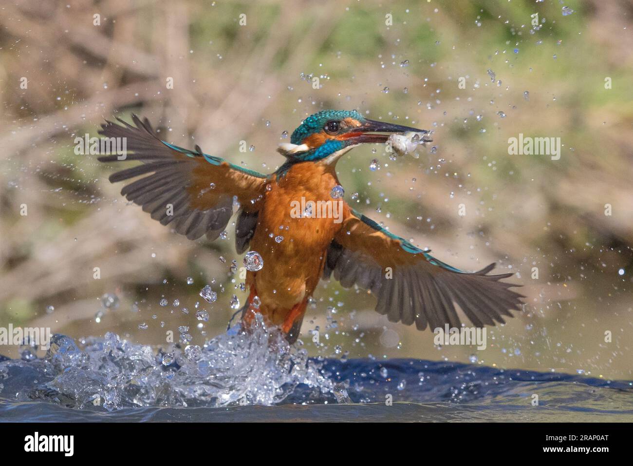 The kingfisher making his catch BEDFORDSHIRE, ENGLAND STUNNING IMAGES taken by a dogwalker show a kingfisher smashing into water as it homed in on it? Stock Photo