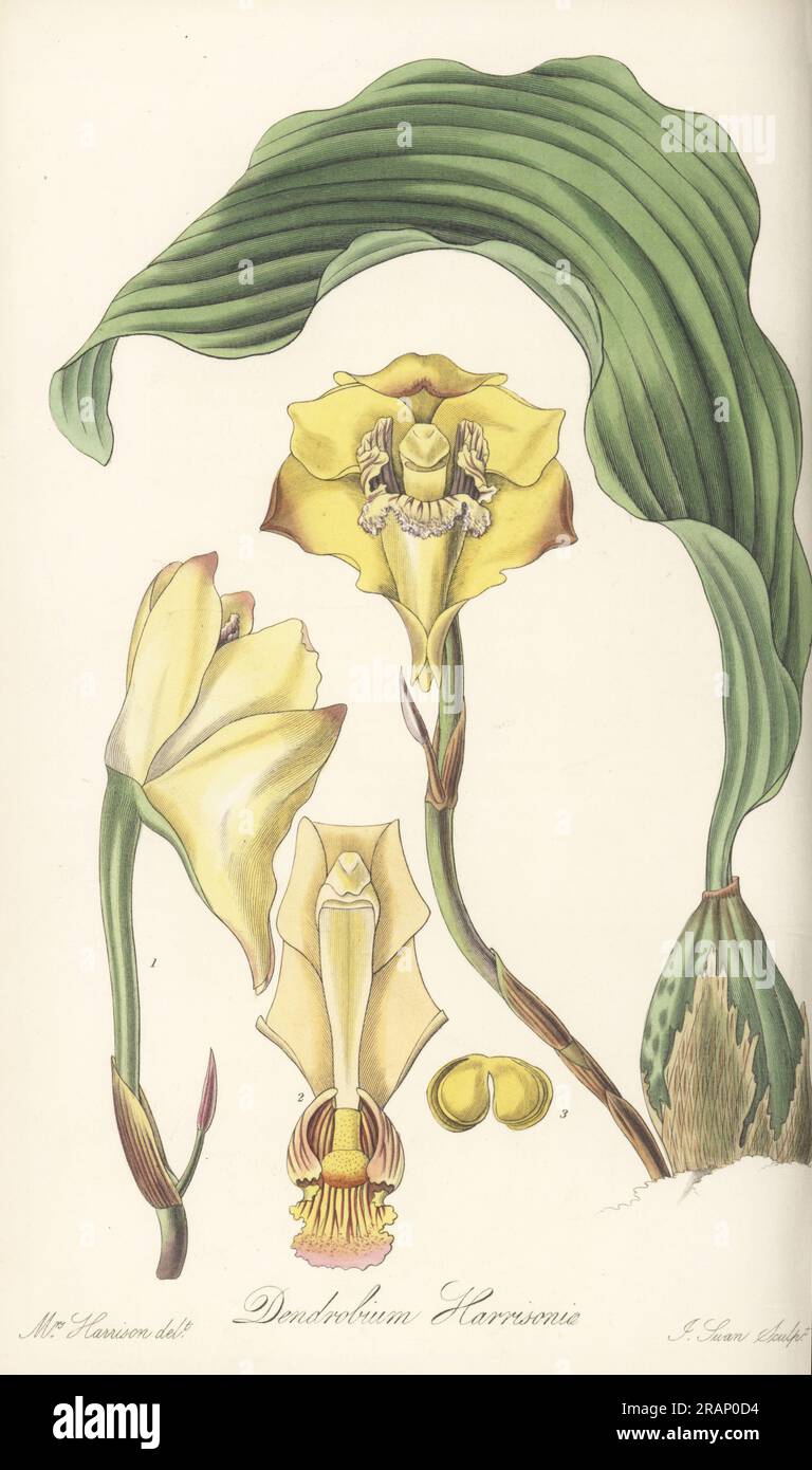 Bifrenaria harrisoniae orchid. Native to Brazil, introduced by Mrs Arnold Harrison of Aegsburgh, Liverpool, who received it from her brother in Rio de Janeiro. Mrs Harrison's dendrobium orchid, Dendrobium harrisoniae. Handcoloured copperplate engraving by Joseph Swan after a botanical illustration by Mrs Arnold Harrison from William Jackson Hooker's Exotic Flora, William Blackwood, Edinburgh, 1823-27. Stock Photo