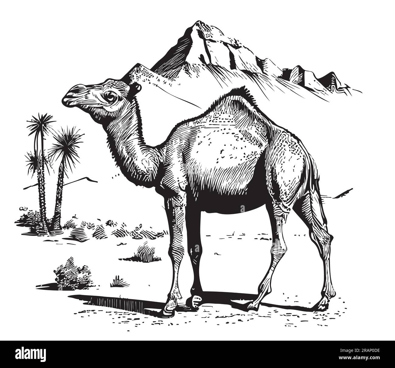 Camel images black and white online