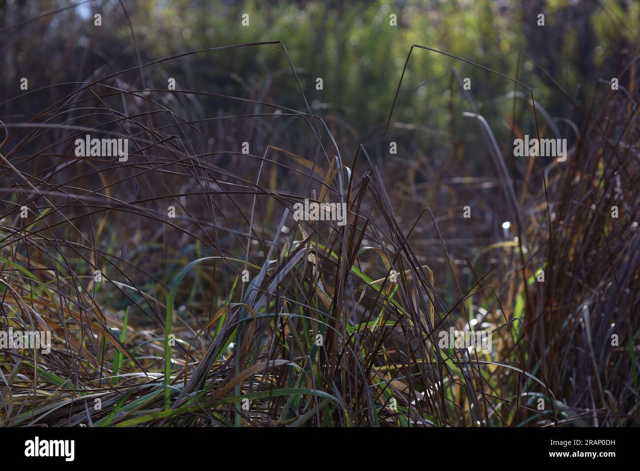 Autumn atmosphere in sunny forest, green grasses, herbs Stock Photo