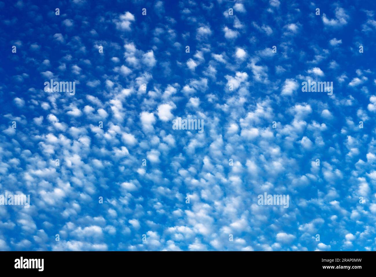 Altocumulus translucidus are medium clouds and persist in stable weather, should they take on a Frosted glass appearance this would suggest rain Stock Photo