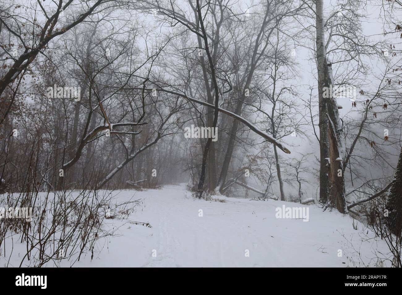 Dark creepy foggy forest hi-res stock photography and images - Alamy
