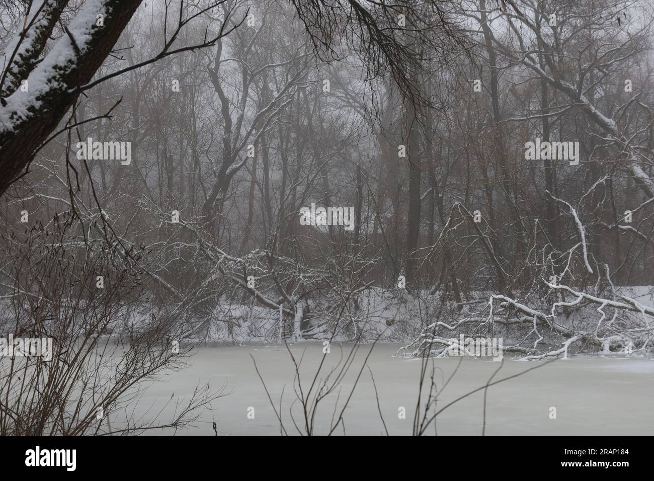 Dark creepy foggy forest hi-res stock photography and images - Alamy