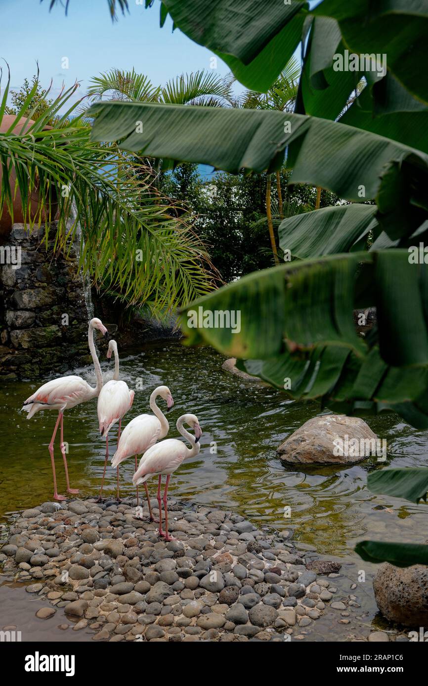 Madeira world of birds mini zoo, Madeira Island Stock Photo