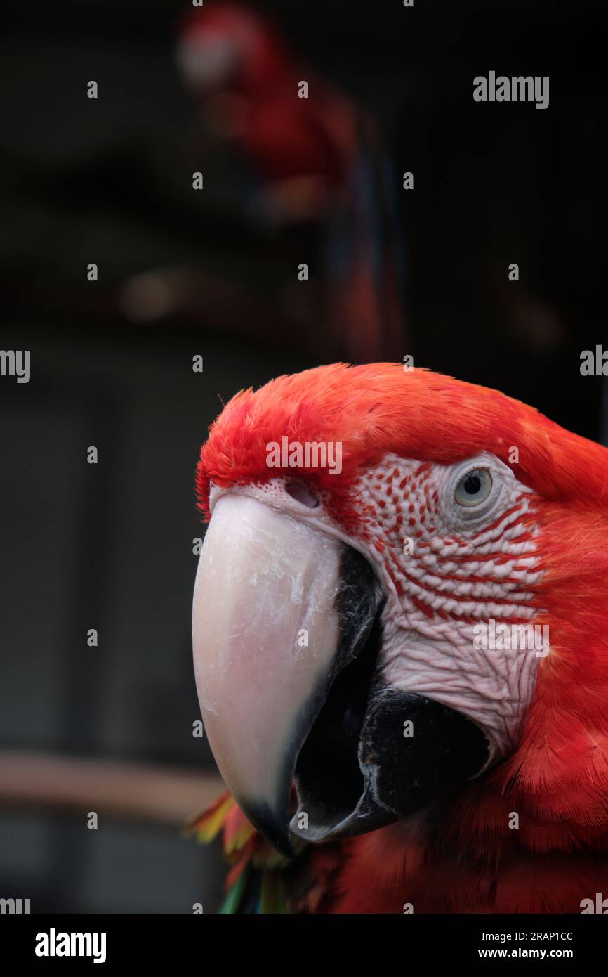 Parrots in captivity Stock Photo Alamy
