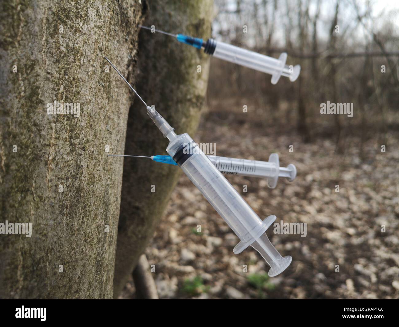 Conceptual Photo,dangerous find. Discarded used dirty syringes stuck in