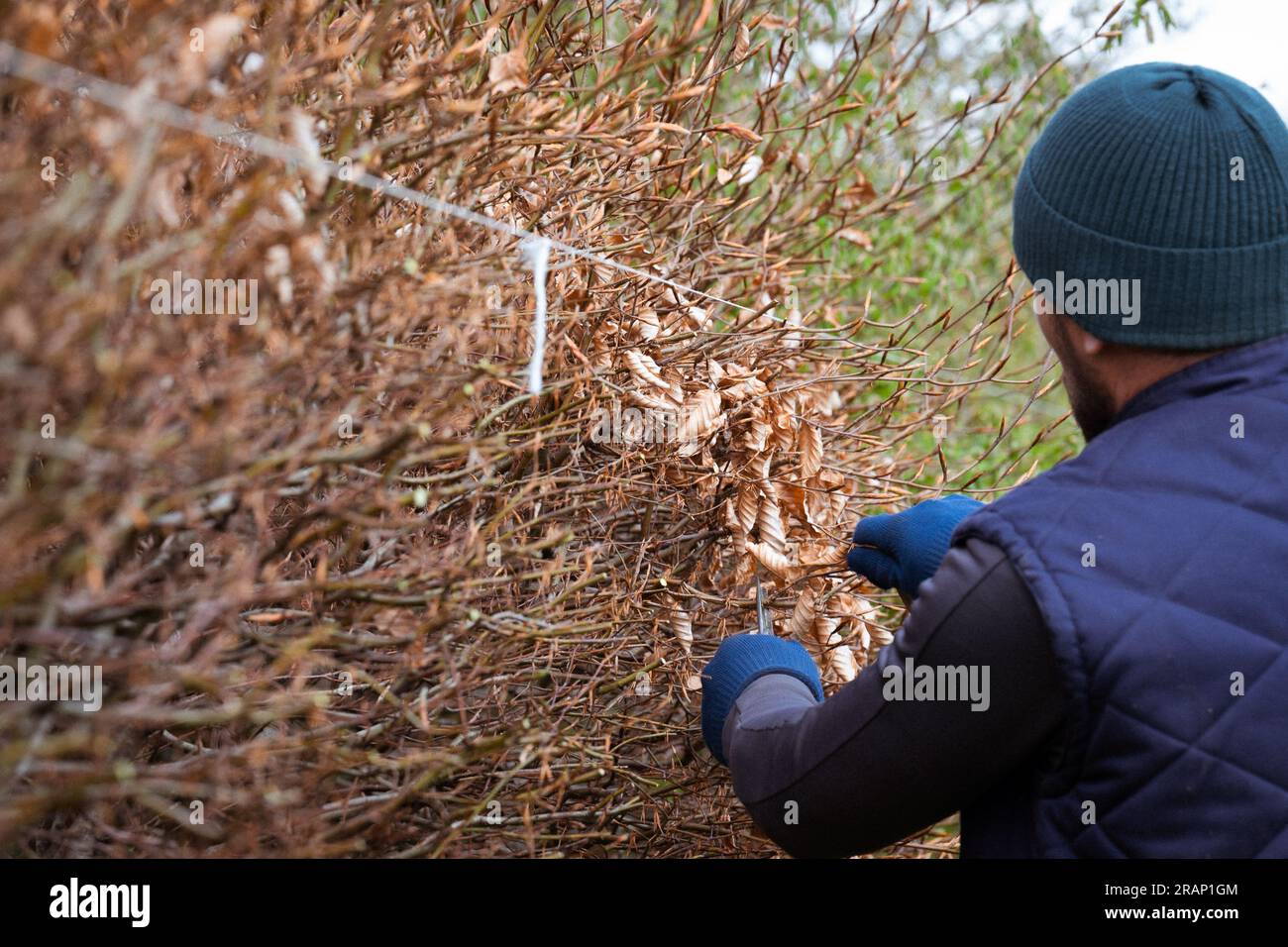 Leveling and trimming a hedge with a stretched cord and scissors, a