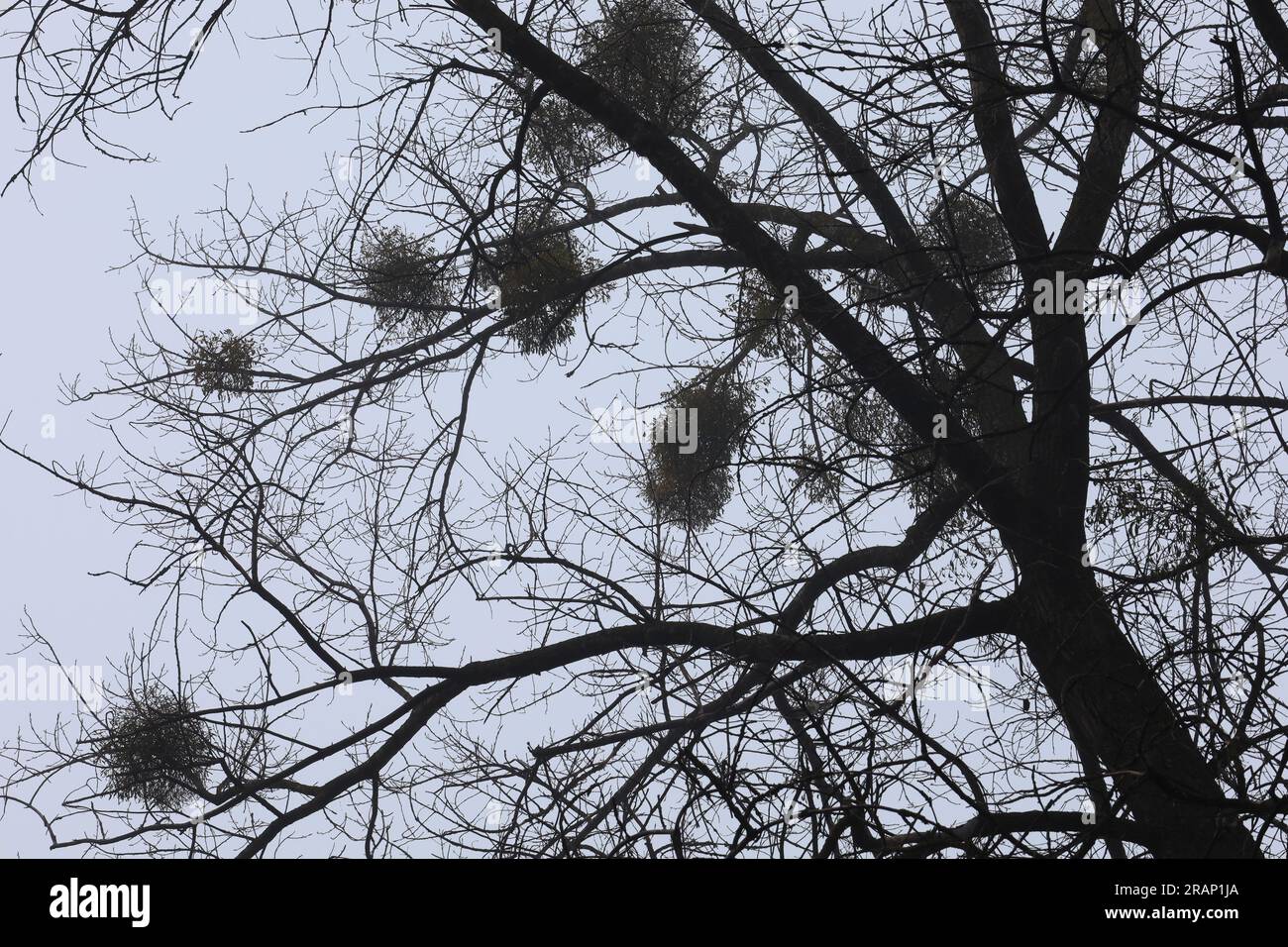 Mistletoe on trees in winter forest, branches silhouette, birds nest ...