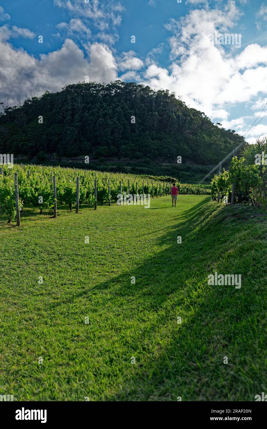 Vineyard property on Madeira Island, Portugal Stock Photo