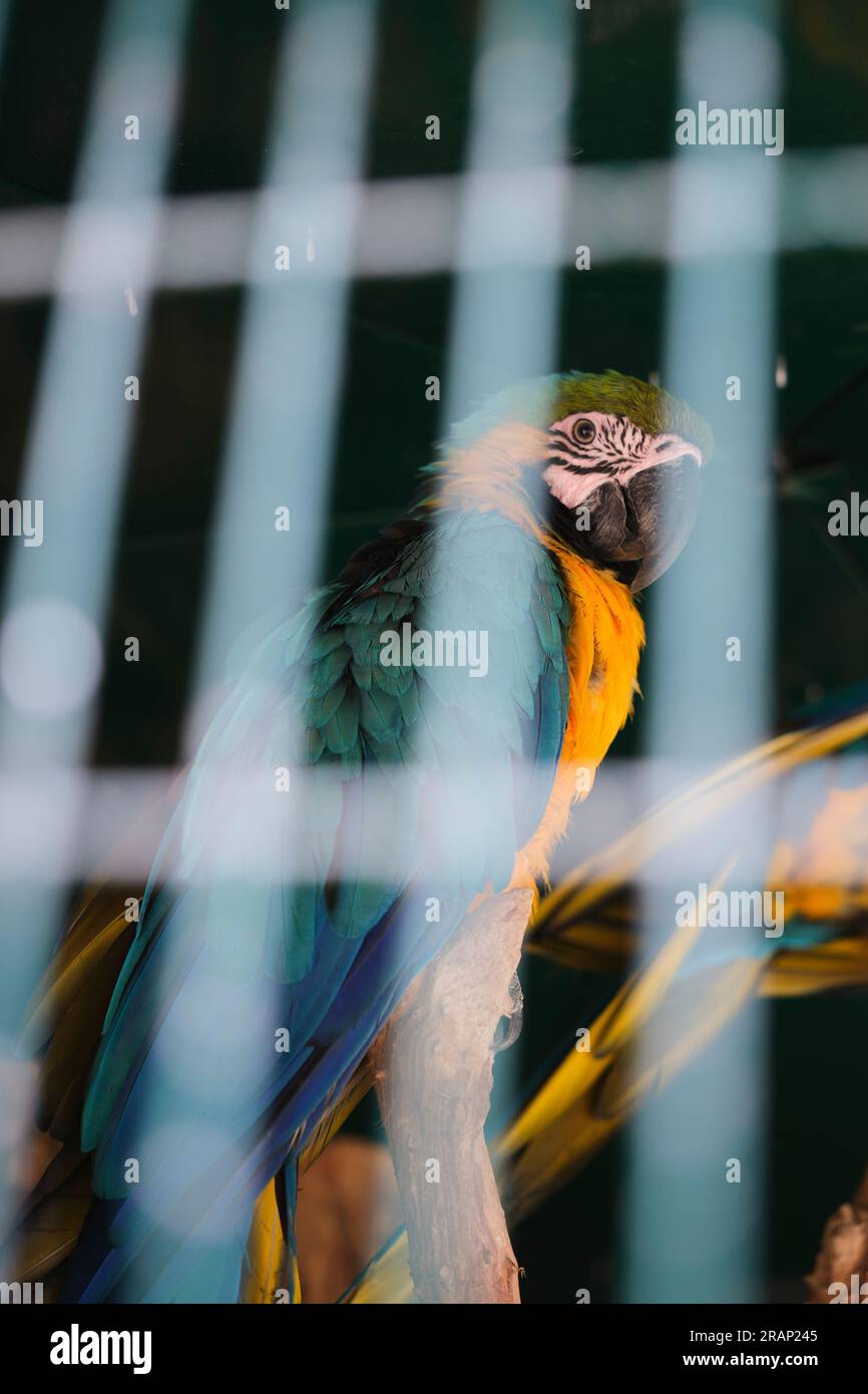 Parrots in captivity Stock Photo Alamy