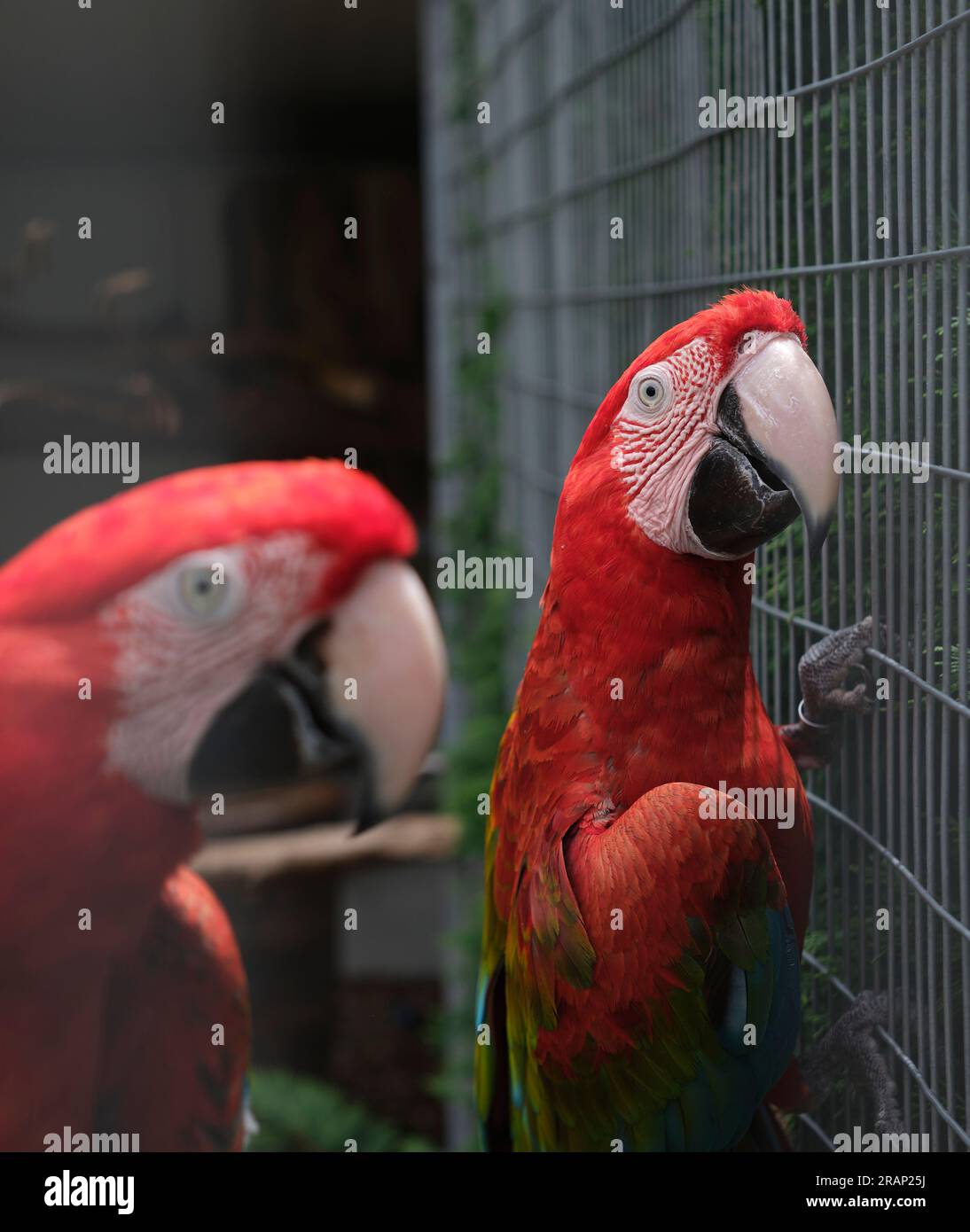 Parrots in captivity Stock Photo Alamy