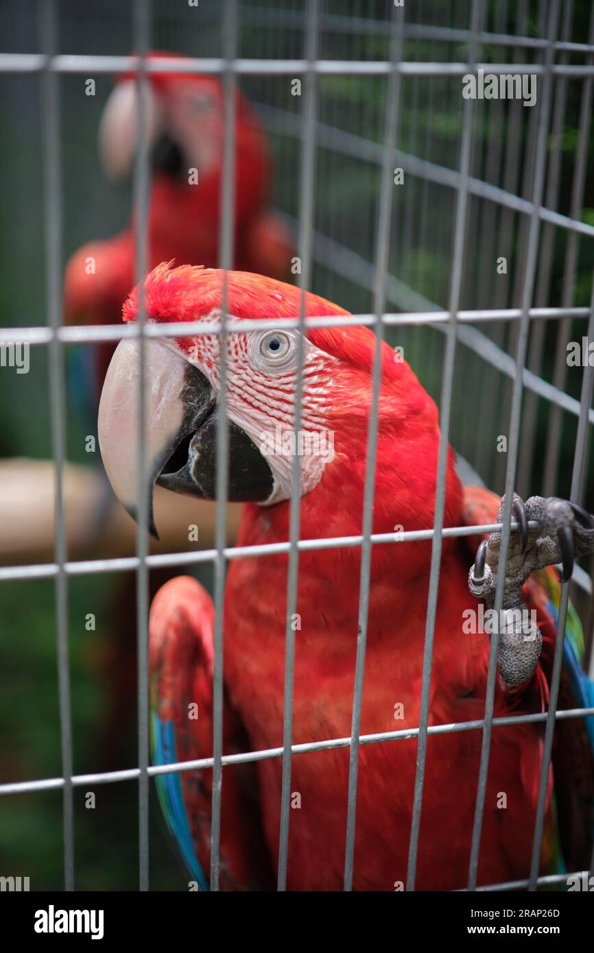 Parrots in captivity Stock Photo