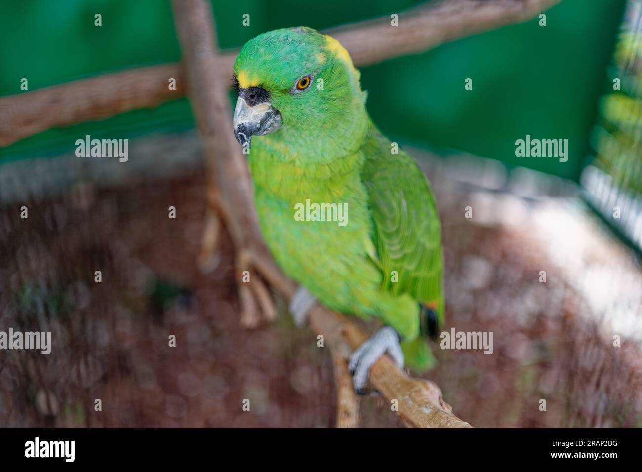 Parrots in captivity Stock Photo Alamy