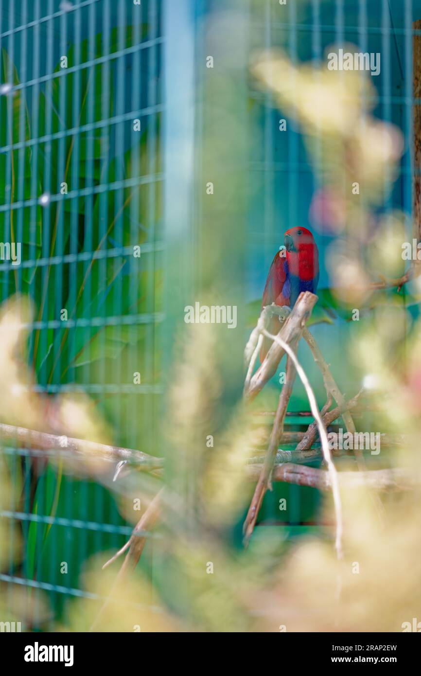 Parrots in captivity Stock Photo Alamy