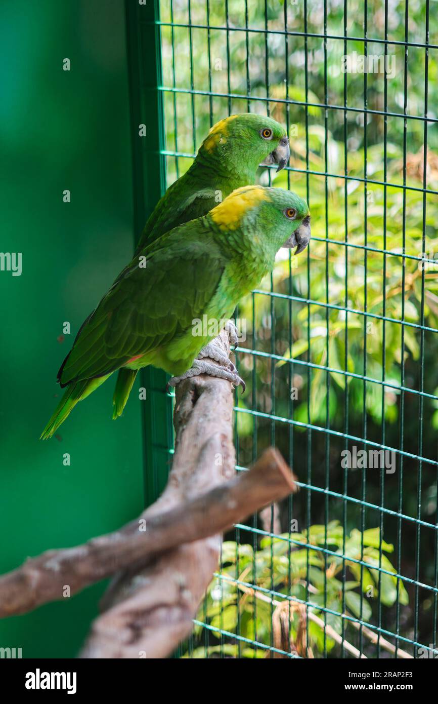 Parrots in captivity Stock Photo