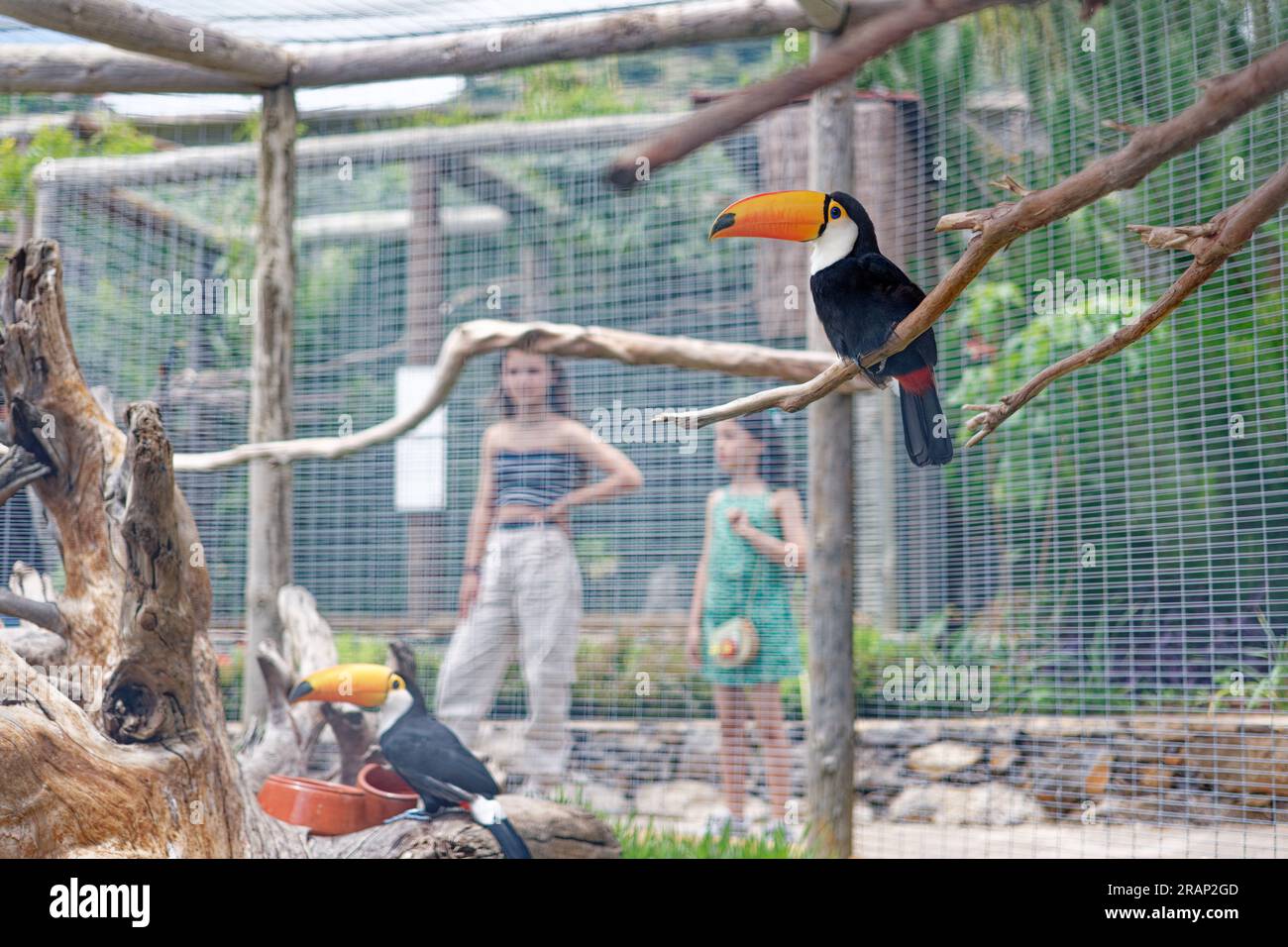 Madeira world of birds mini zoo, Madeira Island Stock Photo