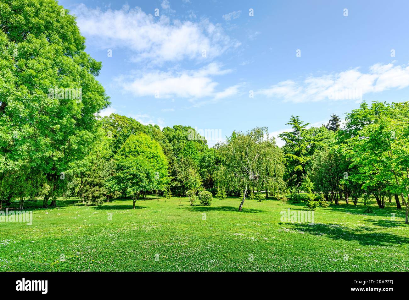 Summer park trees green hi-res stock photography and images - Alamy