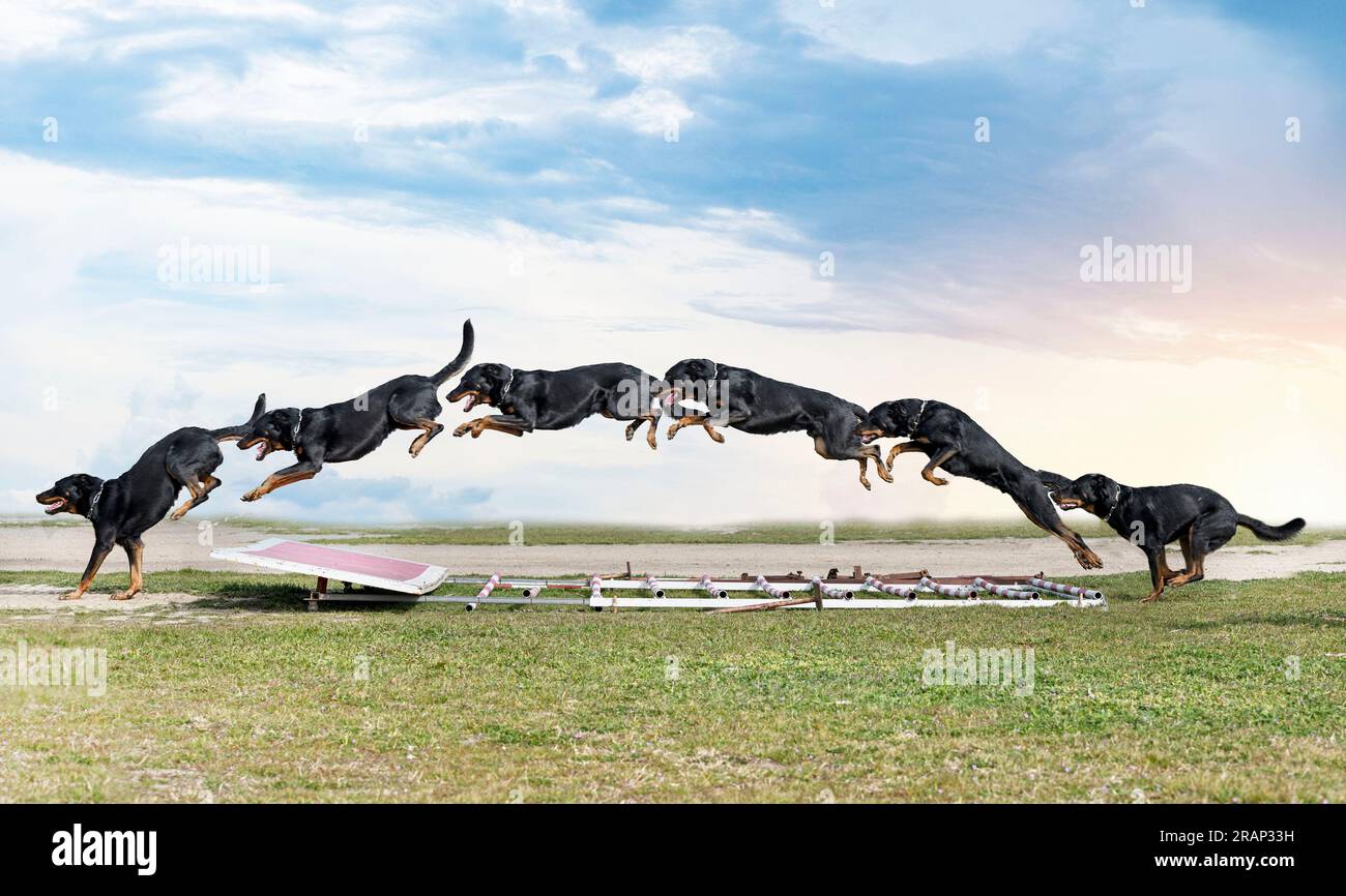 french shepherd training in the k9 for competition Stock Photo - Alamy