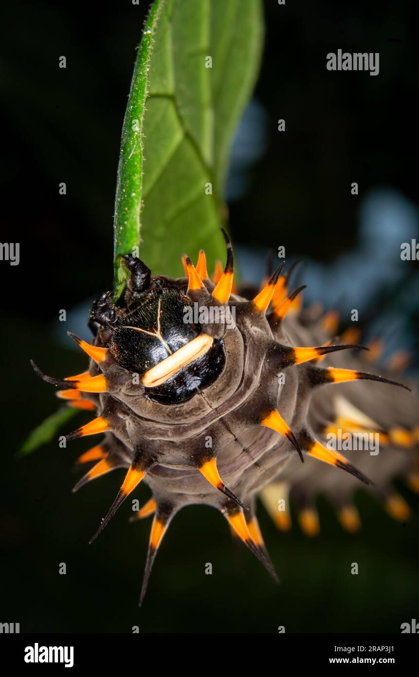 Cairns Birdwing Butterfly, Ornithoptera euphorion, caterpillar, Malanda