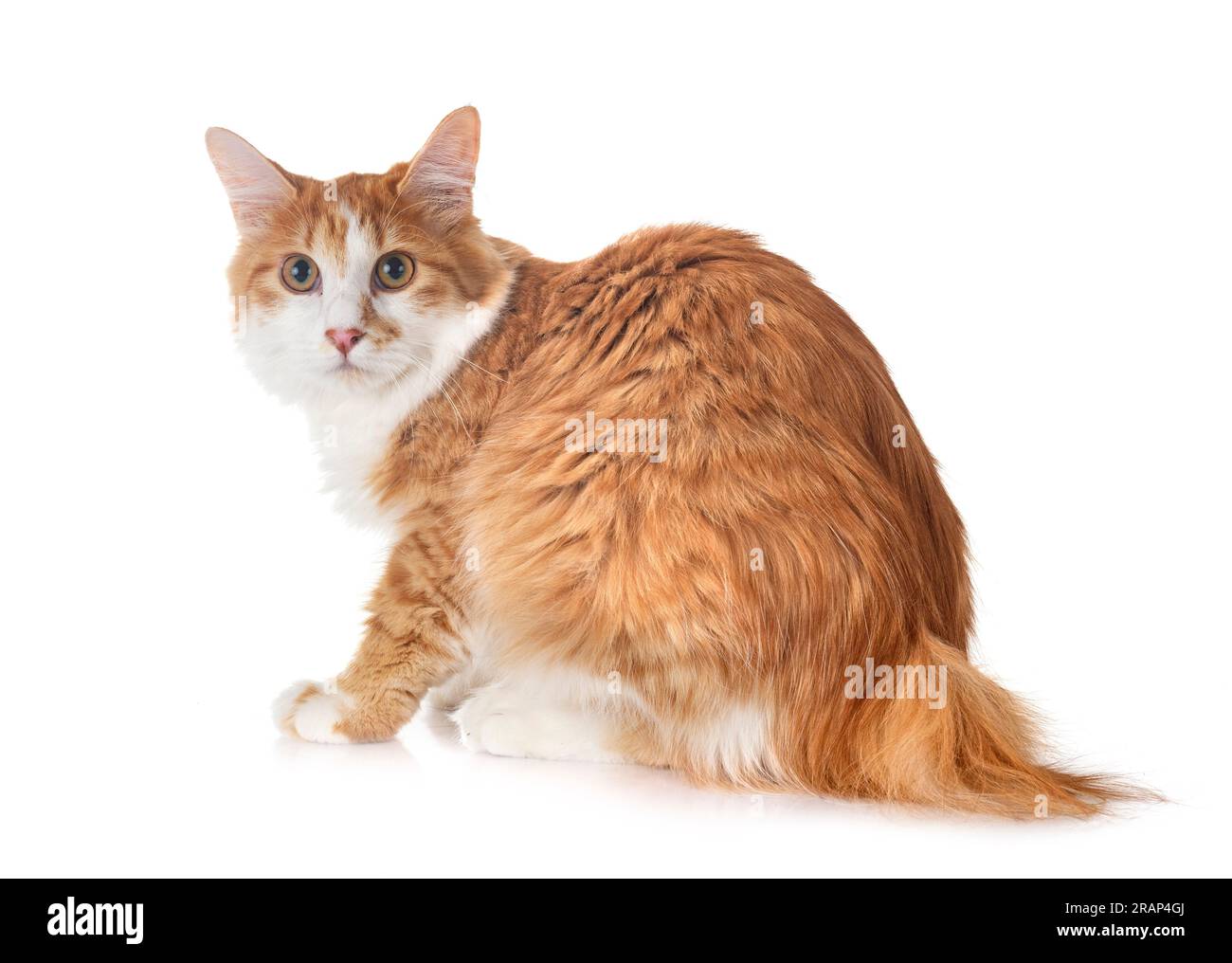 young Kurilian Bobtail in front of white background Stock Photo