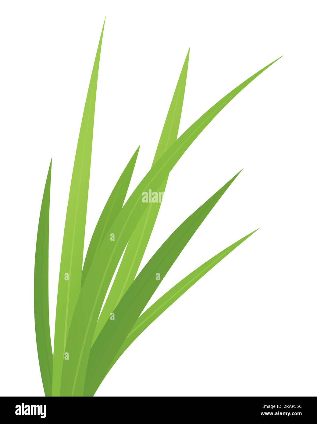blades of green grass vector illustration Stock Vector Image & Art