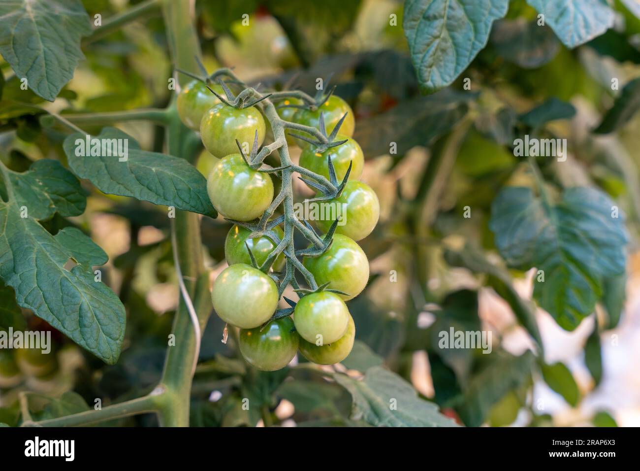 A bunch of green unripe cherry tomatoes Stock Photo - Alamy